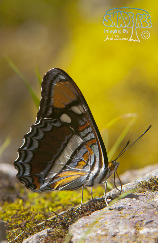 California Sister - Adelpha bredowii