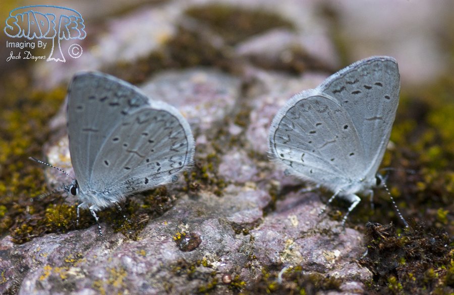 Sooty Azure - Celastrina ebenina
