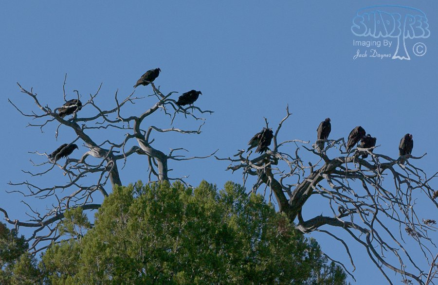 Turkey Vulture - Cathartes aura