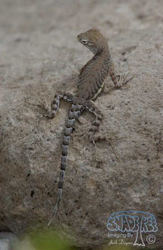 Earless Lizard - Holbrookia maculata