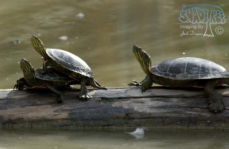 Painted Turtle - Chrysemys picta