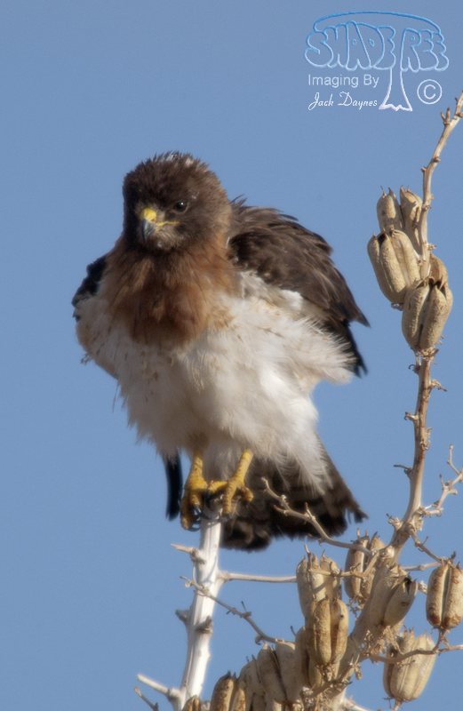 Swainson's Hawk - Buteo swainsoni