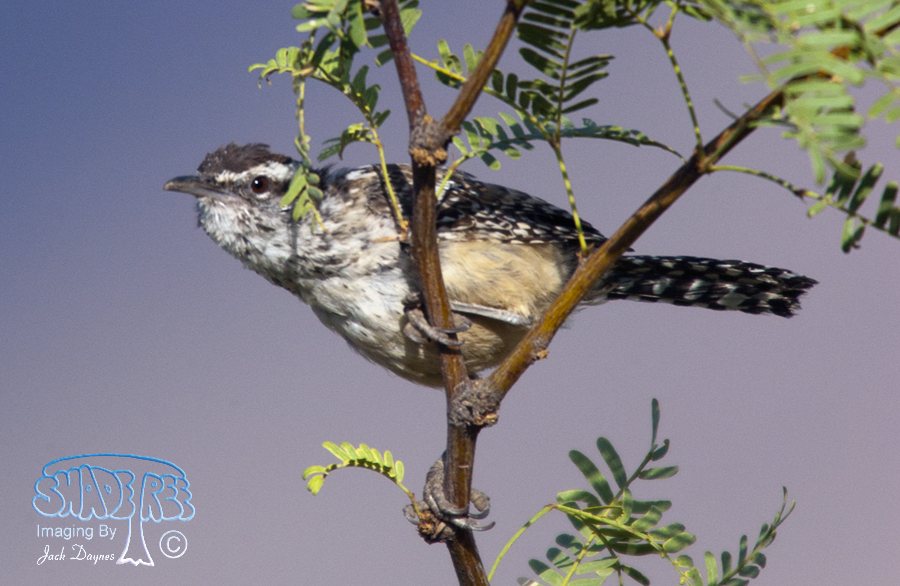 Cactus Wren - Campylorhynchus brunneicapillus