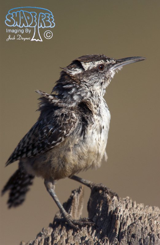 Cactus Wren - Campylorhynchus brunneicapillus