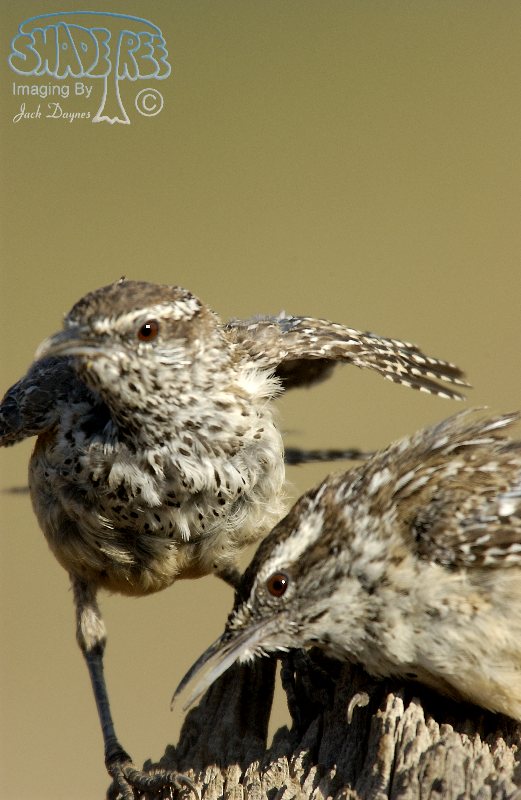 Cactus Wren - Campylorhynchus brunneicapillus