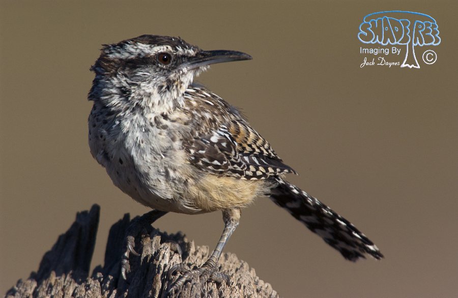 Cactus Wren - Campylorhynchus brunneicapillus