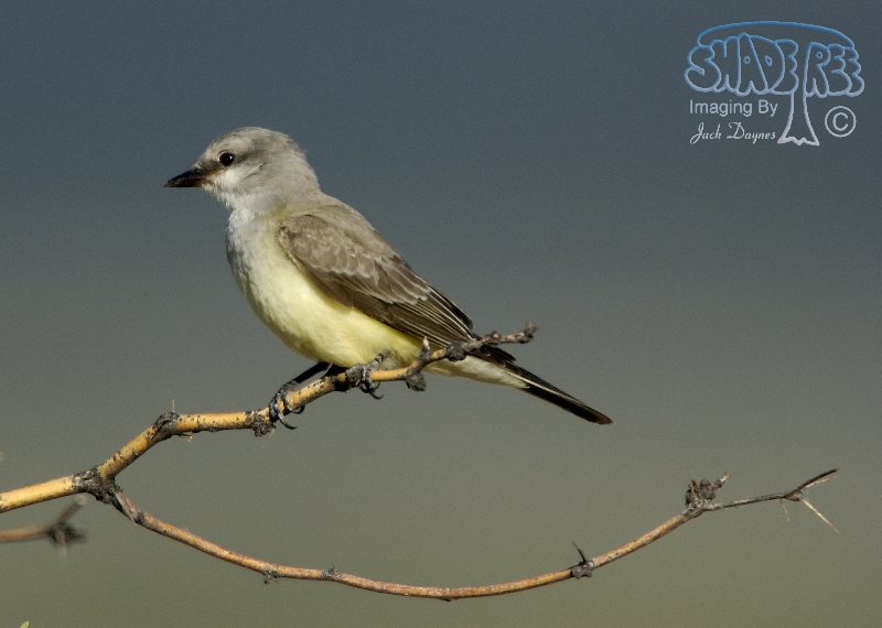 Western Kingbird - Tyrannus verticalis