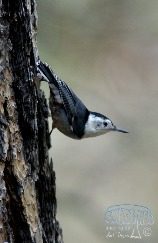 White-Breasted Nuthatch - Sitta carolinensis