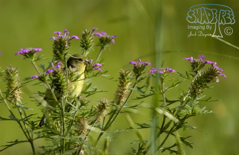 Lesser Goldfinch - Verbascum thapsus