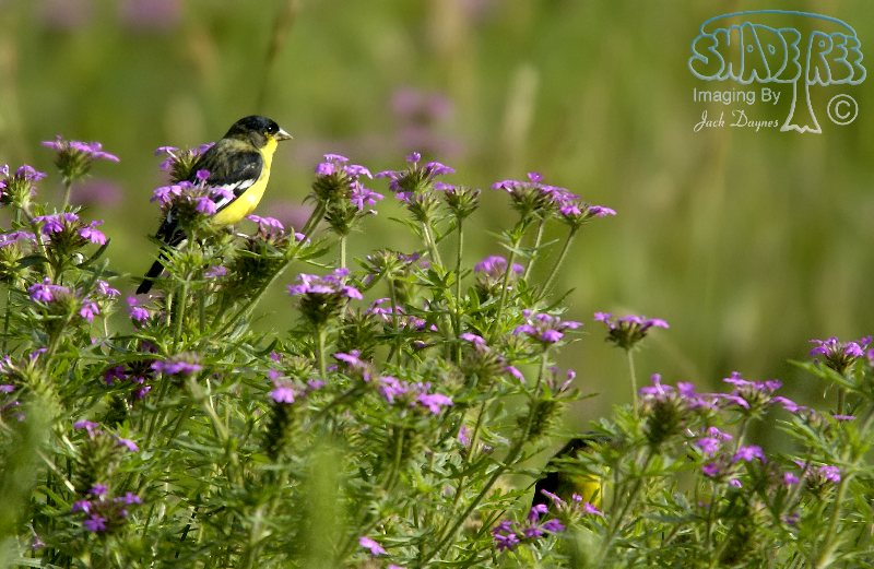 Lesser Goldfinch - Spinus psaltria