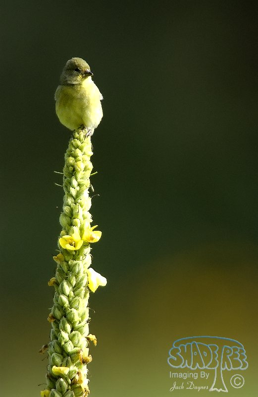 Lesser Goldfinch - Spinus psaltria