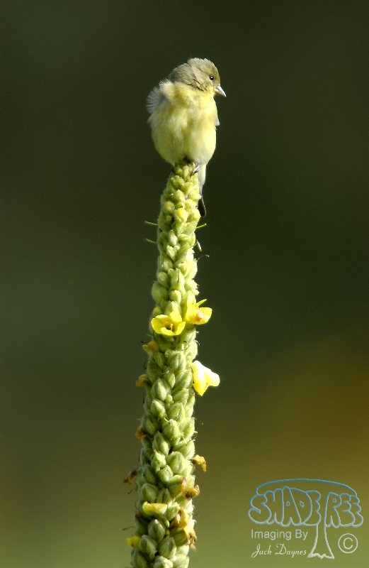 Lesser Goldfinch - Verbascum thapsus