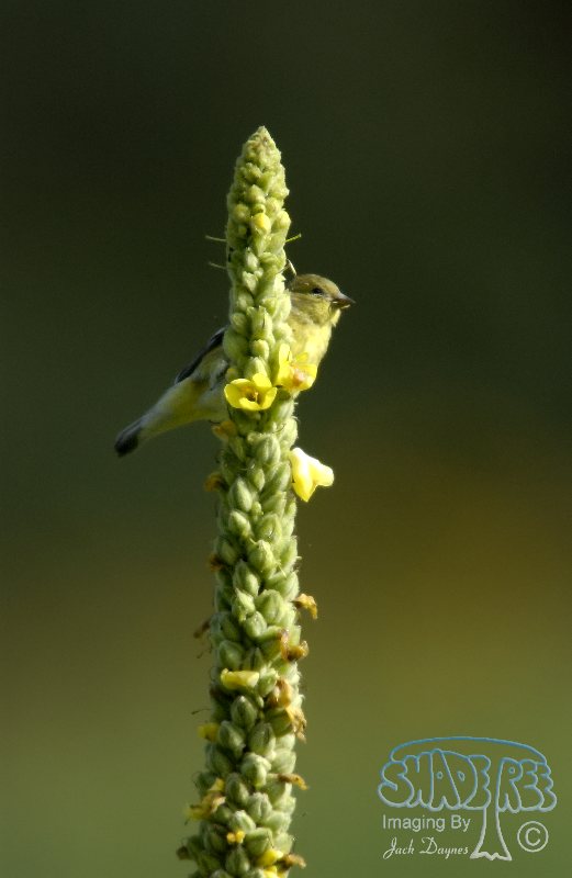 Lesser Goldfinch - Verbascum thapsus