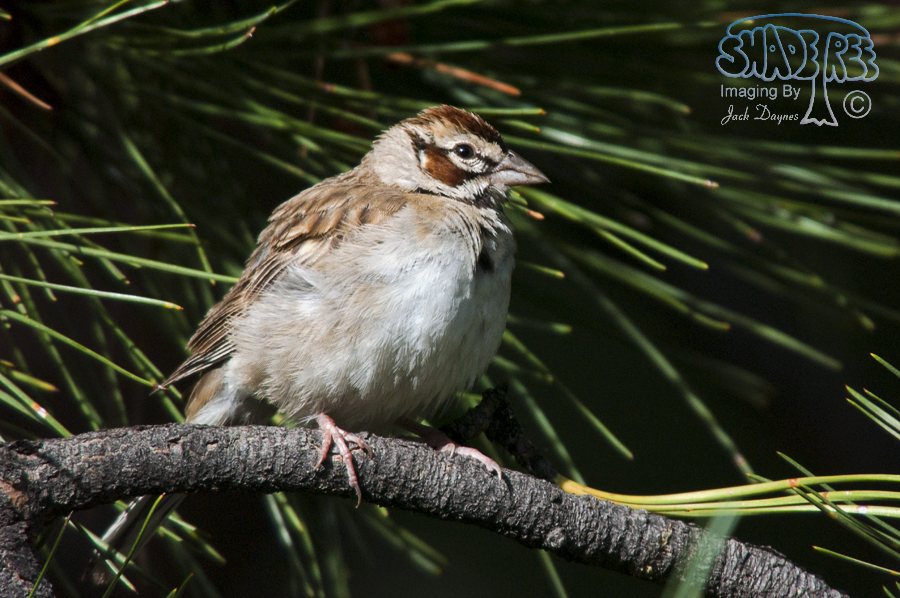 Lark Sparrow - Chondestes grammacus