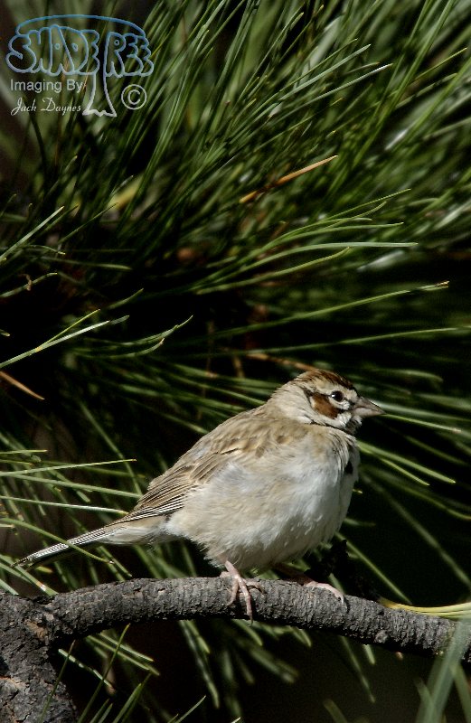 Lark Sparrow - Chondestes grammacus