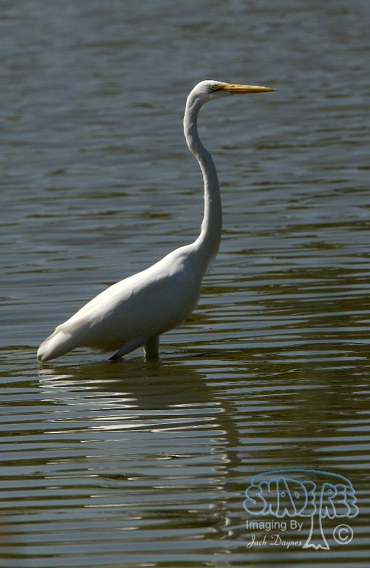 Great Egret - Ardea alba