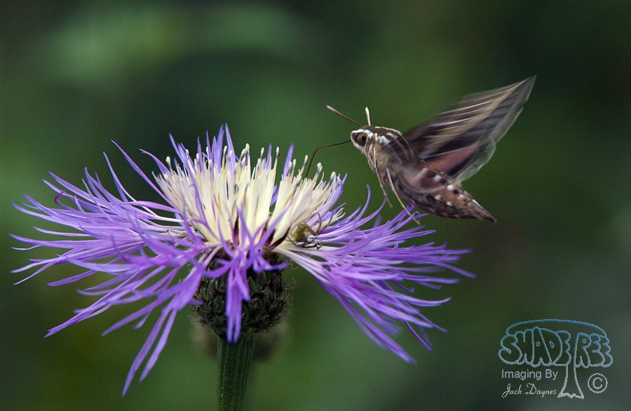 White-Lined Sphinx Moth - Hyles lineata