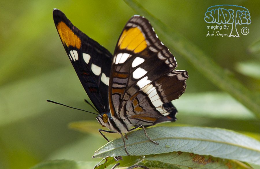California Sister - Adelpha bredowii