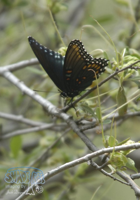 Red-Spotted Purple - Basilarchia arthemis
