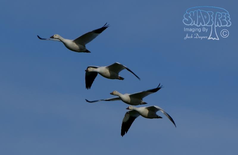 Snow Goose - Anser caerulescens