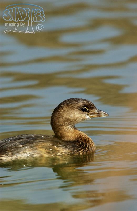 Pied-Billed Grebe - Podilymbus podiceps