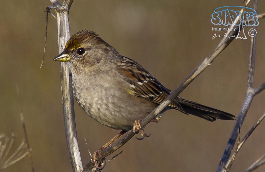 Golden-crowned Sparrow - Zonotrichia atricapilla
