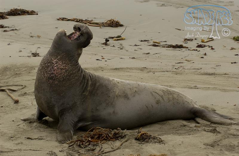 Northern Elephant Seal - Mirounga angustirostris