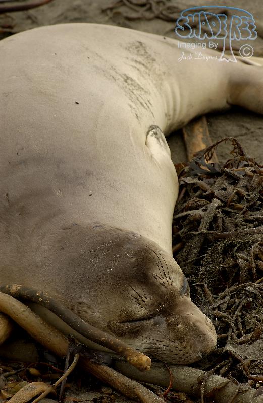 Northern Elephant Seal - Mirounga angustirostris