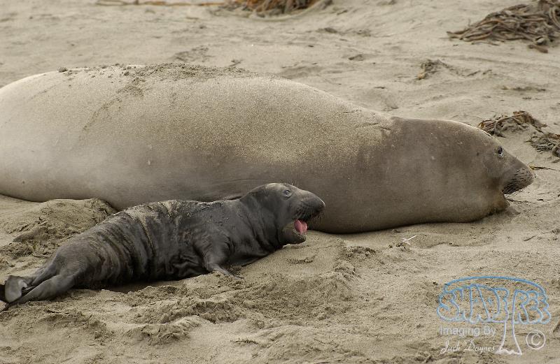 Northern Elephant Seal - Mirounga angustirostris