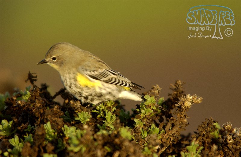 Yellow-Rumped Warbler - Setophaga coronata auduboni