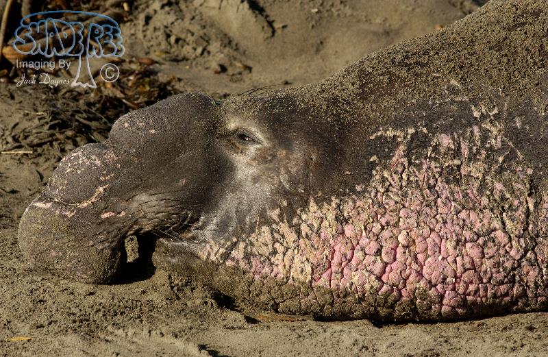Northern Elephant Seal - Mirounga angustirostris