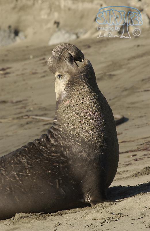 Northern Elephant Seal - Mirounga angustirostris