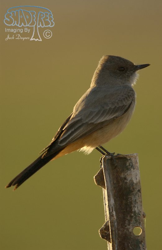 Say's Phoebe - Sayornis saya