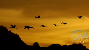 Memories of Cibola NWR