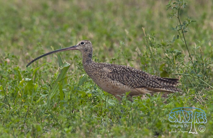 Long-Billed Curlew - Numenius americanus