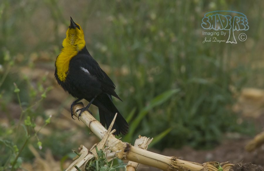 Yellow-Headed Blackbird - Xanthocephalus xanthocephalus
