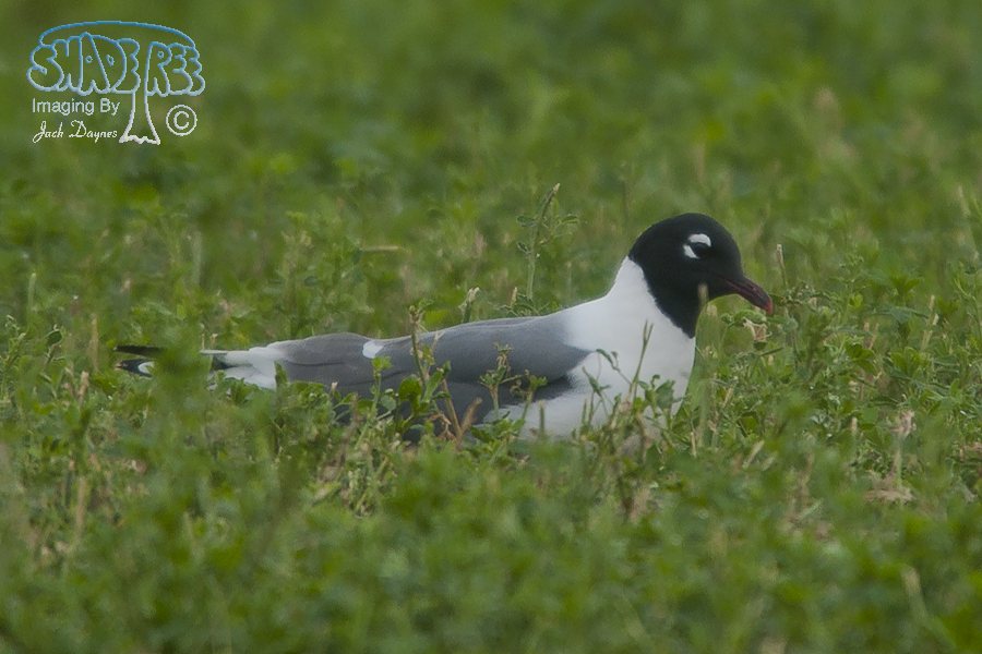 Franklin's Gull - Larus pipixcan