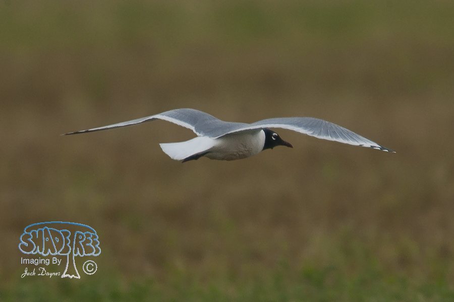 Franklin's Gull - Leucophaeus pipixcan