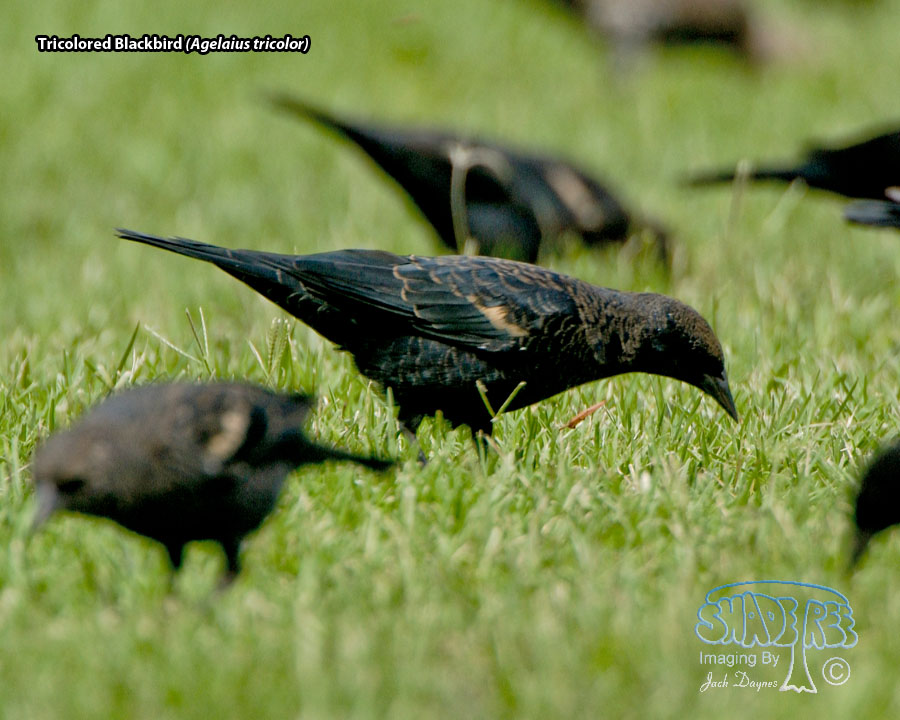 Tricolored Blackbird - Agelaius tricolor
