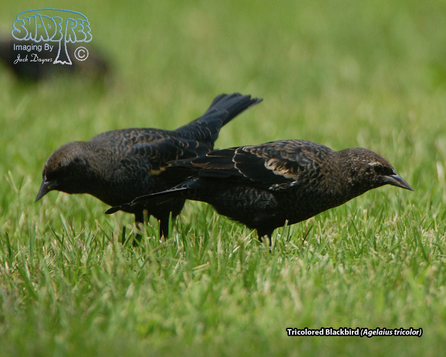 Tricolored Blackbird - Agelaius tricolor