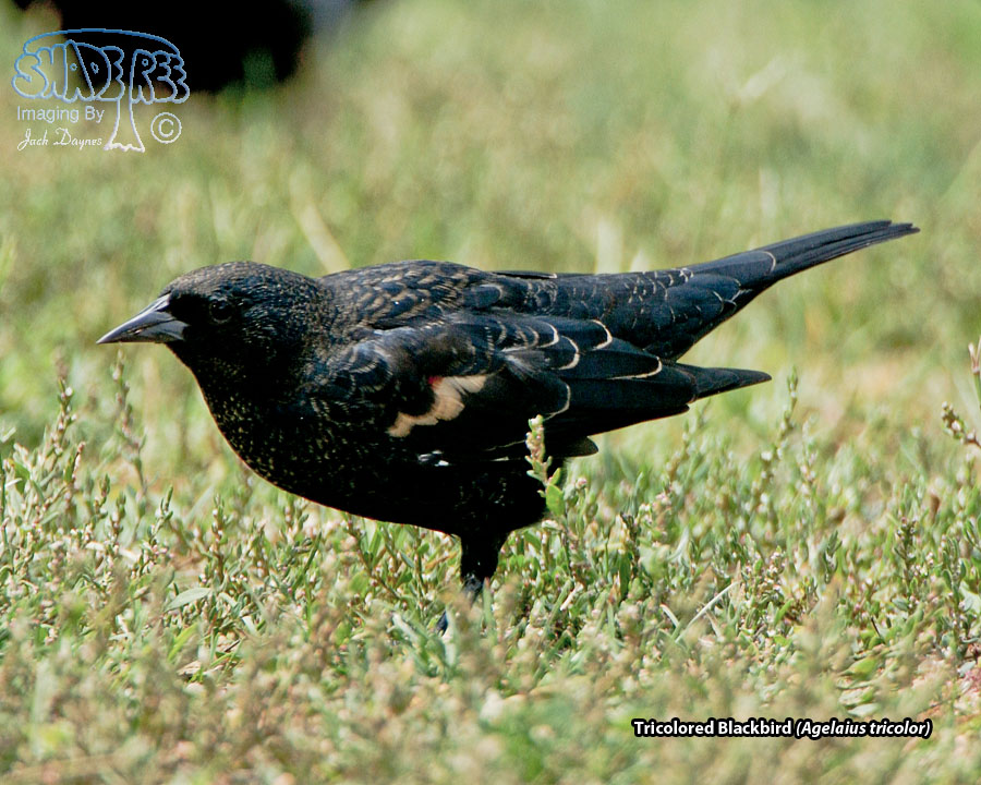 Tricolored Blackbird - Agelaius tricolor