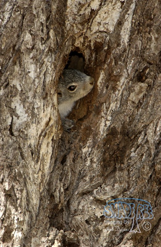 Arizona Gray Squirrel - Sciurus arizonensis