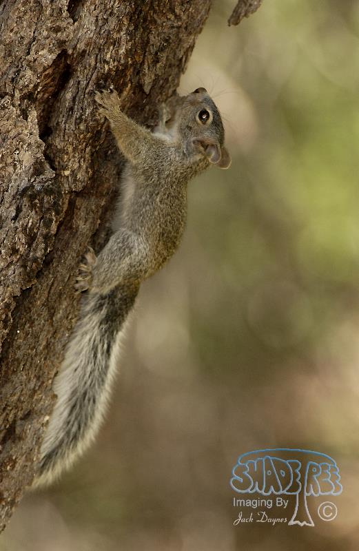 Arizona Gray Squirrel - Sciurus arizonensis
