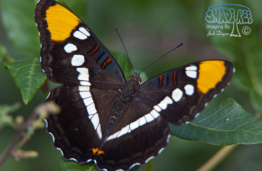 California Sister - Adelpha bredowii