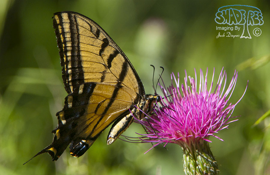 Western Tiger Swallowtail - Papilio rutulus