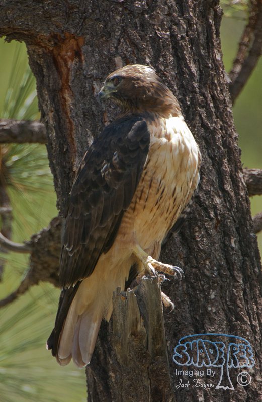 Red-Tailed Hawk - Buteo jamaicensis