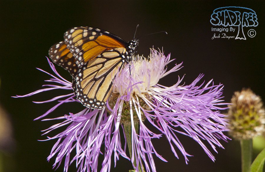 Monarch Butterfly - Danaus plexippus