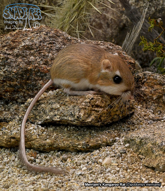 Merriam's Kangaroo Rat - Dipodomys merriami
