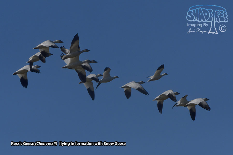 Ross's Goose - Anser rossii