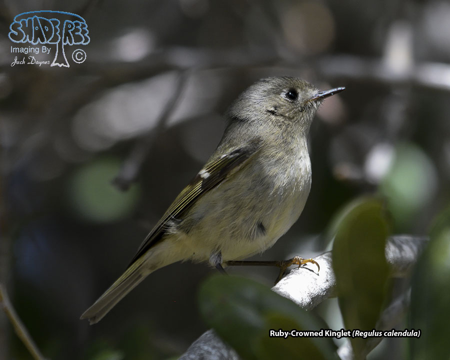 Ruby-Crowned Kinglet - Regulus calendula